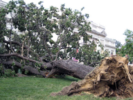fallentree.jpg