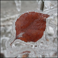 frozenleaf.jpg
