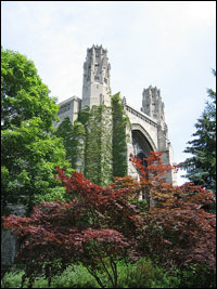  ivy.jpg 