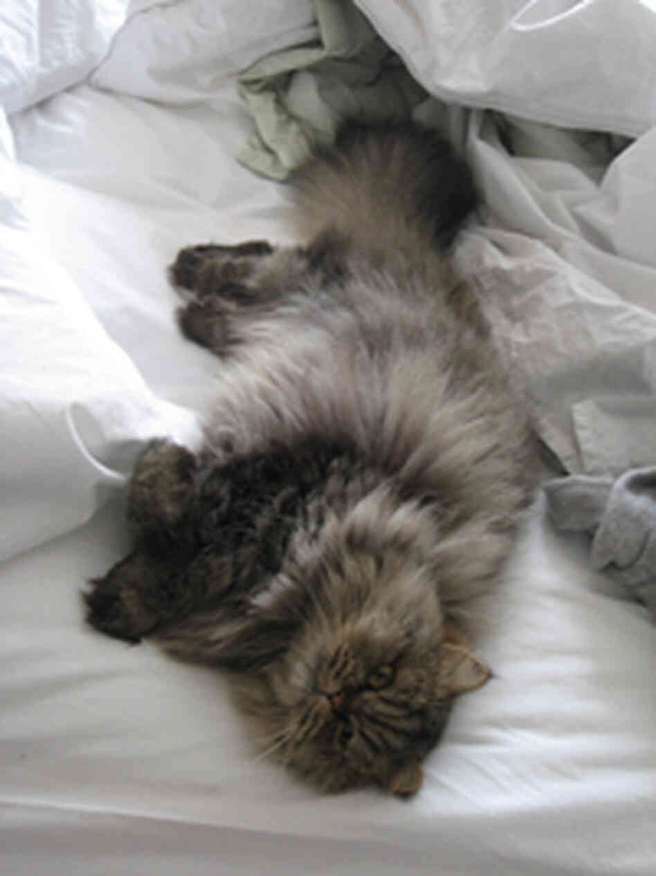 I ask you, what wouldn't you do for this little snugglebunny? I ask you, what wouldn't you do for this little snugglebunny?