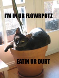 LOLwinpot1.jpg