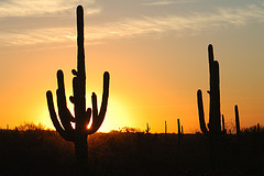 arizona.jpg