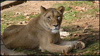 lioness.jpg