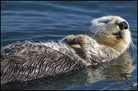 sea_otter.jpg