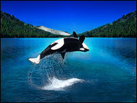 shamu.jpg