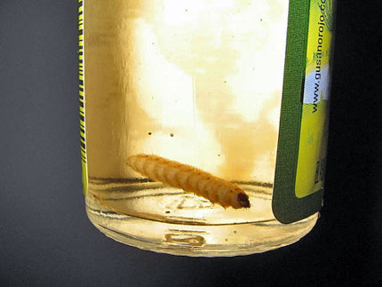worm