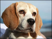 Beagle Starlet Levine