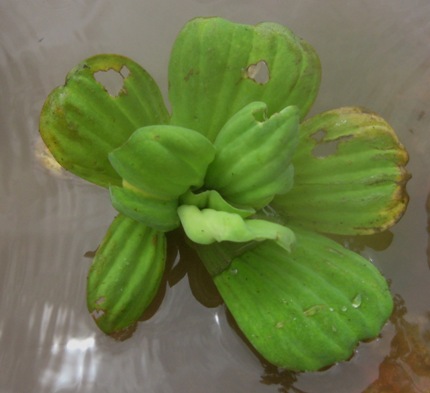 water lettuce