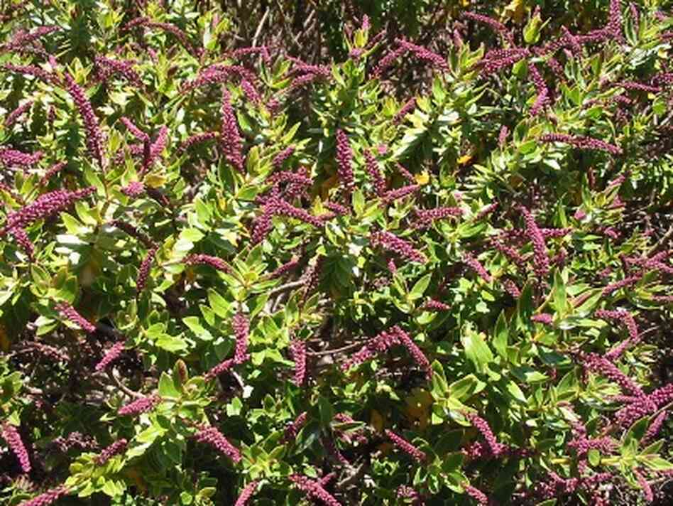 Introducing the genus Hebe, a New Zealand shrub that comes in tons of delicious foliage and Introducing the genus Hebe, a New Zealand shrub that comes in tons of delicious foliage and