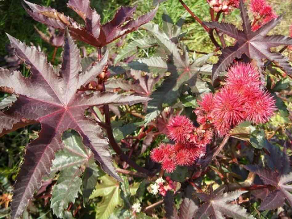 bold, burgundy castor bean plant foliage bold, burgundy castor bean plant foliage