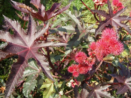 bold, burgundy castor bean plant foliage