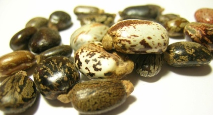 scattered shiny castor beans