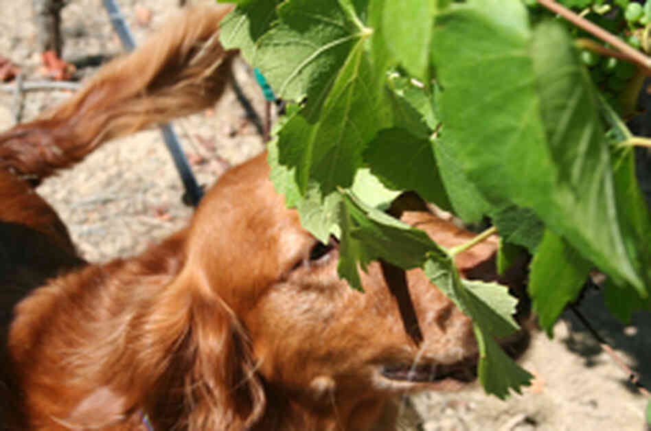 Retriever sniffs for scent of mealybugs on grapevine Retriever sniffs for scent of mealybugs on grapevine