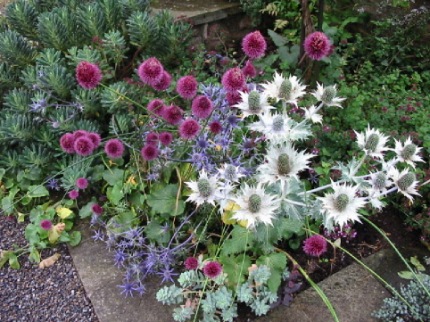 a spiky bouquet of flowering plants
