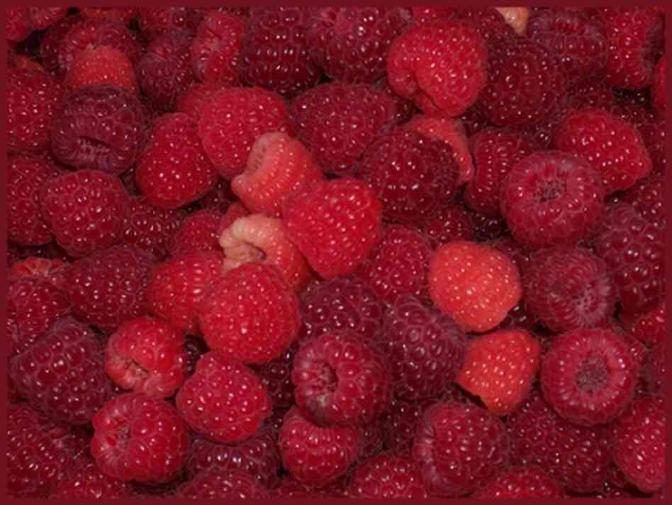 Sexy, wholesome and easy to grow, raspberries simply need space, sun and pruning advice from PlantAm Sexy, wholesome and easy to grow, raspberries simply need space, sun and pruning advice from PlantAm