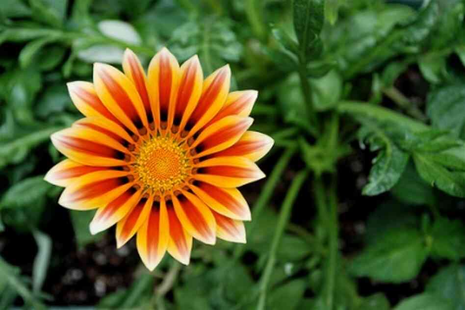 Iooking into an orange flower Iooking into an orange flower