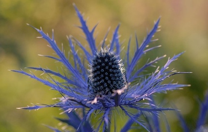 an alpine sea holly at its bluest best