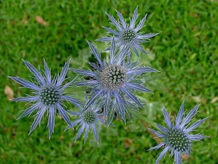 the hybrid, Eryngium 'Sapphire Blue'