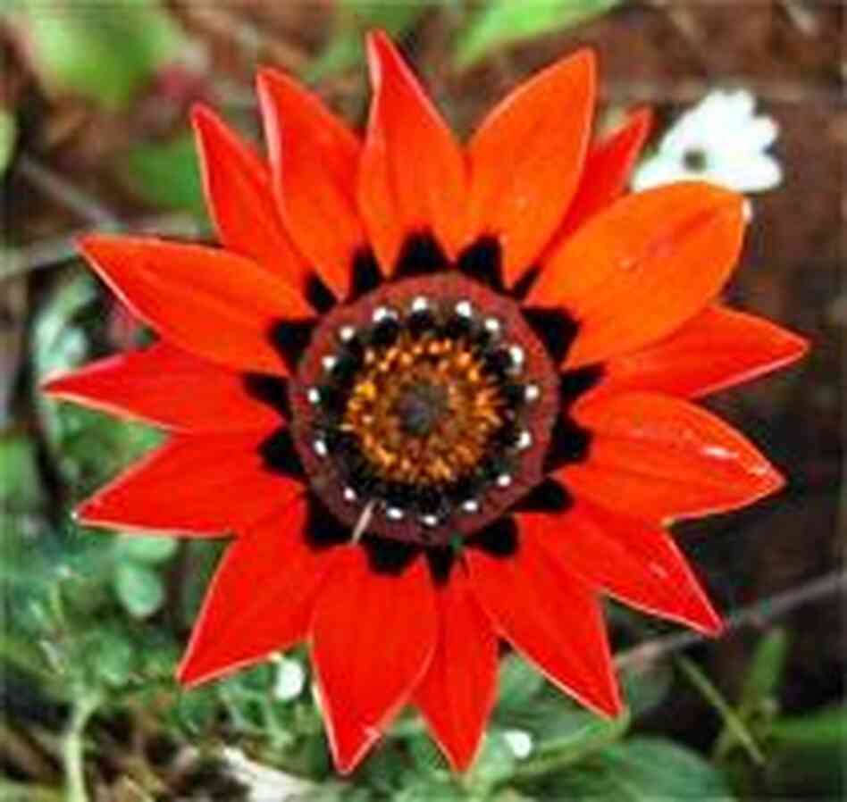 brilliant red gazania brilliant red gazania
