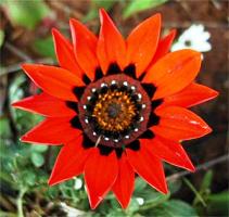 brilliant red gazania