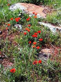 a stream of gazanias