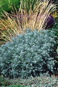 silver artemesia