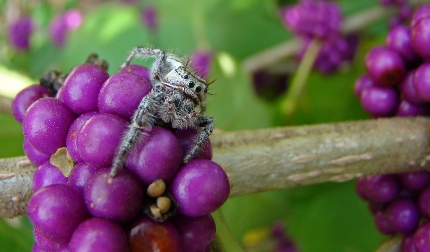 jumping spider on calicarpa berry