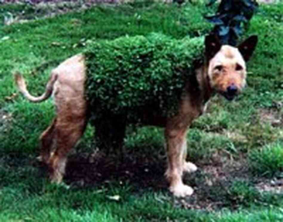 invasive plants strike again!