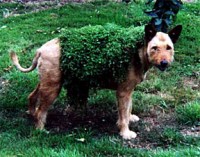 invasive plants strike again!