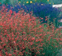 long-blooming penstemmon