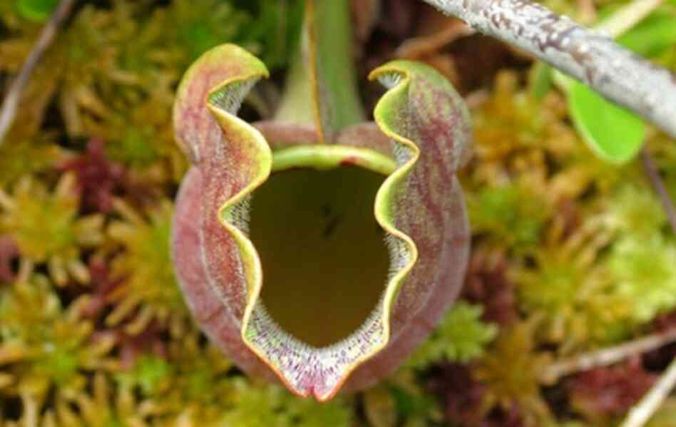 pitcher plant