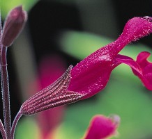 close-up of 'Raspberry Delight'