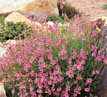 One of the many colors of twinspur