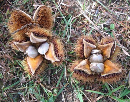 Chestnut burrs.
