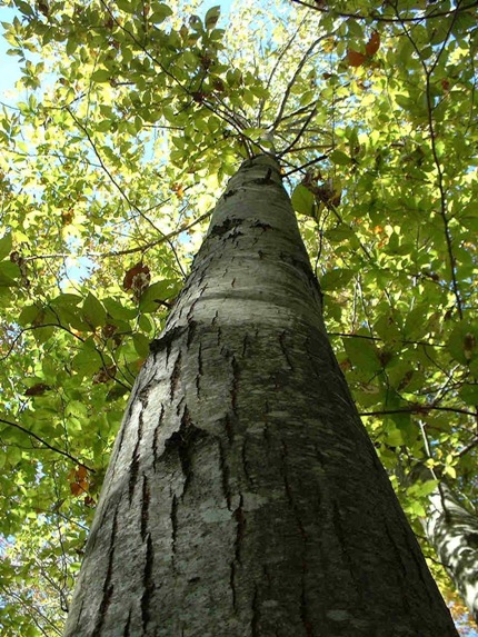 American chestnut.