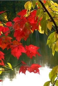 red maple and beech