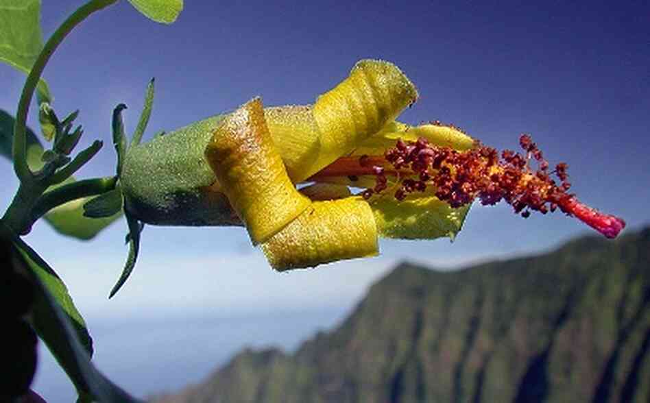 A hibiscus relative found by Ken Wood A hibiscus relative found by Ken Wood