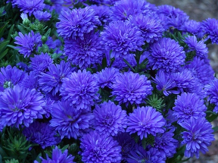 an impossibly blue aster