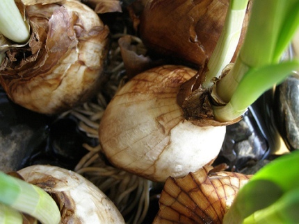 bundle of bulbs
