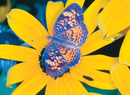 pearl crescent butterfly on black-eyed Susan