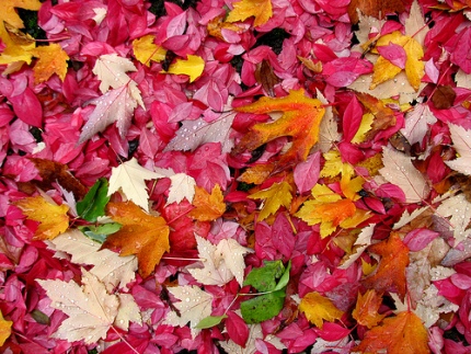 confection of leaves