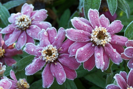 frosted zinnias