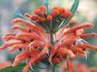 single flowerhead of Leonotis single flowerhead of Leonotis