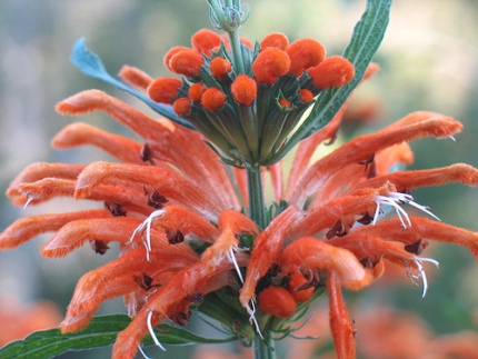 single flowerhead of <em>Leonotis</em>