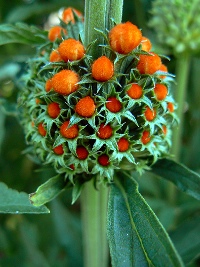 flower whorl in bud
