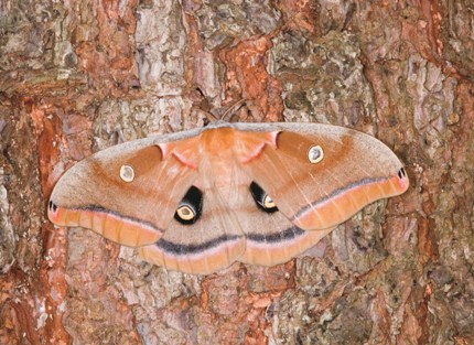 a polyphemus moth