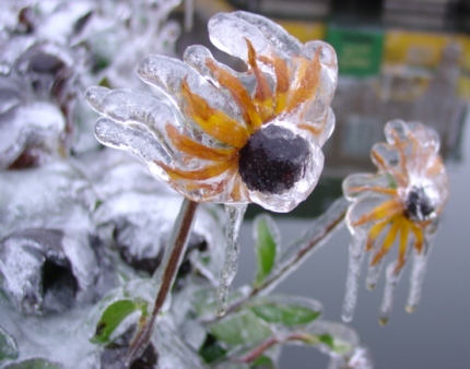 iced daisy