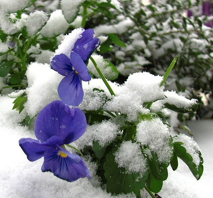 a pansy's first snow