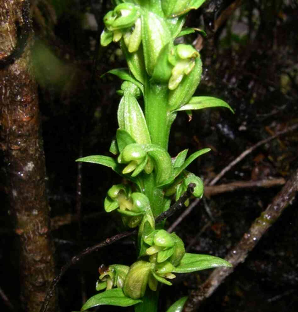 Hawaii's rare fringed orchid Hawaii's rare fringed orchid