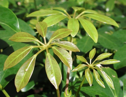 common houseplant leaf